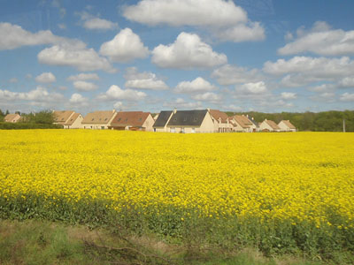A field of mustard