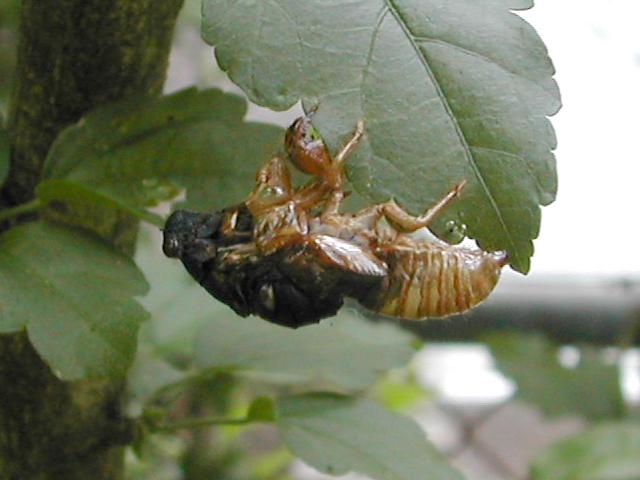 Dead cicada