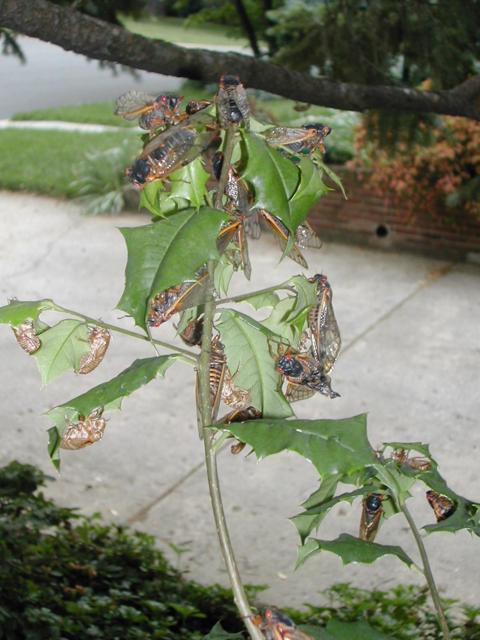 Cicadas on Holly bush