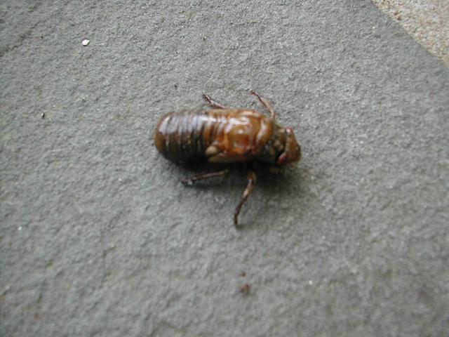 Dead cicada nymph