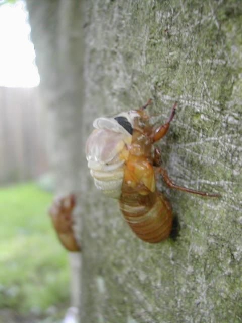 Cicada hanging to a tree and starting to come out of its shell.