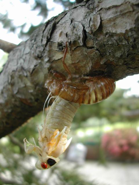 Cicada halfway out of its shell, hanging upside down.