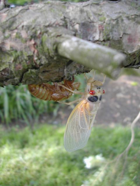 Cicada newly out of its shell.