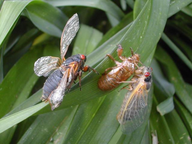 Two cicadas