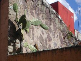 Prickly pear growing on a wall